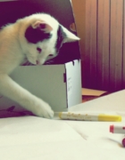 Delikatny róż, czyli ładny lakier który nie powala