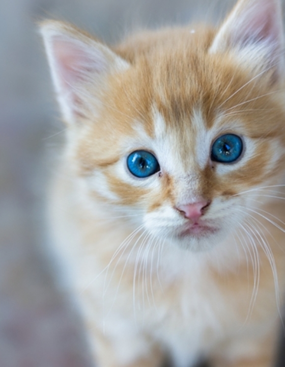 Stać Cię na Pomoc (RCZ)