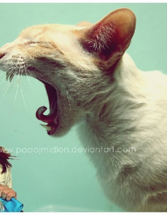 Bloger – to nie brzmi dumnie